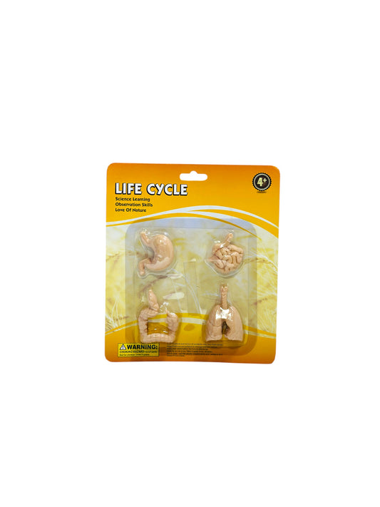 HUMAN BODY PARTS PROJECT SET